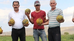 Karaman’da hasadı başlayan kavun üreticinin yüzünü güldürüyor