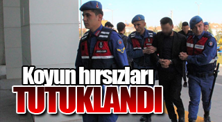KOYUN HIRSIZLARI TUTUKLANDI!