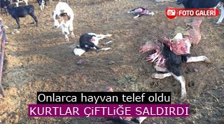 KURTLAR ÇİFTLİĞE SALDIRDI