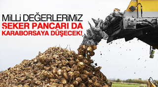 ŞEKER PANCARI KARABORSAYA DÜŞECEK !