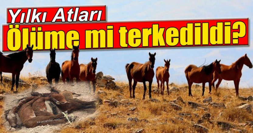 YILKI ATLARI ÖLÜME TERK EDİLDİ